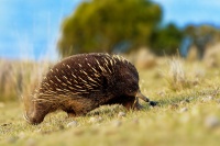 Jezura australska - Tachyglossus aculeatus - Short-beaked Echidna o7299